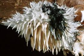 Attēlu rezultāti vaicājumam “Hydnocristella himantia”