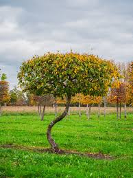 Attēlu rezultāti vaicājumam “Priobium carpini”