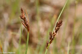 Attēlu rezultāti vaicājumam “Blysmus compressus fruit”