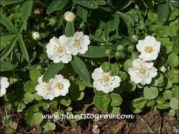 Attēlu rezultāti vaicājumam “Potentilla alba”
