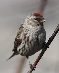 Attēlu rezultāti vaicājumam “Carduelis flammea female”