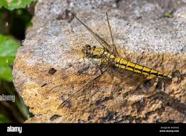Attēlu rezultāti vaicājumam “Sympetrum vulgatum female”