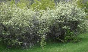 Attēlu rezultāti vaicājumam “Crataegus”
