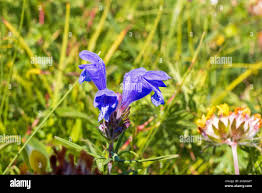 Attēlu rezultāti vaicājumam “Dracocephalum ruyschiana flower”