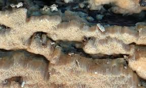 Attēlu rezultāti vaicājumam “Rigidoporus crocatus”