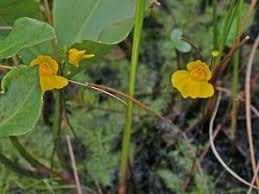 Attēlu rezultāti vaicājumam “Utricularia intermedia flower”