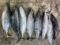 Image result for Sarda sarda