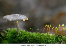 Attēlu rezultāti vaicājumam “Pohlia nutans sporophyte”