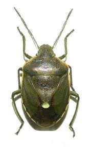 Attēlu rezultāti vaicājumam “Chlorochroa pinicola”