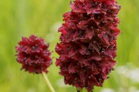Image result for Sanguisorba officinalis