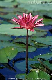 Attēlu rezultāti vaicājumam “Lotus sp. flower”