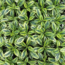 Attēlu rezultāti vaicājumam “Silene dioica leaf”