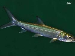 Image result for Elops saurus