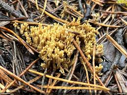 Attēlu rezultāti vaicājumam “Diderma montanum macro”