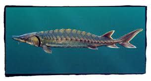 Image result for Acipenser desotoi