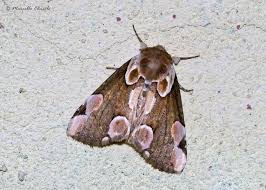 Attēlu rezultāti vaicājumam “Thyatira batis”