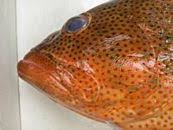 Image result for Epinephelus guttatus
