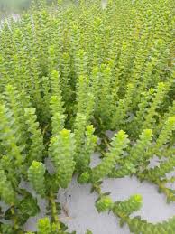 Attēlu rezultāti vaicājumam “Honckenya peploides”