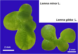Attēlu rezultāti vaicājumam “Lemna gibba”