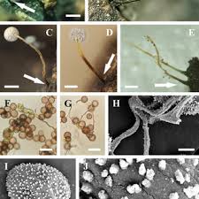 Attēlu rezultāti vaicājumam “Physarum, Nannengaella sp.”