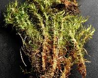 Attēlu rezultāti vaicājumam “Dicranum polysetum”