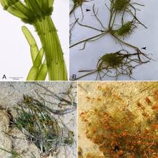 Attēlu rezultāti vaicājumam “Chara aspera male”