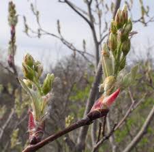 Attēlu rezultāti vaicājumam “Amelanchier spicata flower”