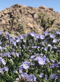 Image result for Phacelia