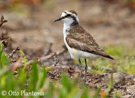 Image result for Diplodus helenae