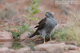 Attēlu rezultāti vaicājumam “Accipiter nisus”