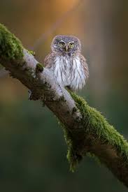 Attēlu rezultāti vaicājumam “Glaucidium passerinum”