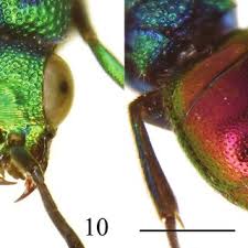 Attēlu rezultāti vaicājumam “Hedychrum sp.”