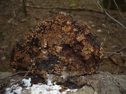 Attēlu rezultāti vaicājumam “Hypocrea pulvinata”