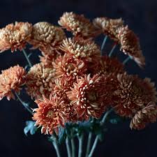 Image result for Chrysanthemum ptarmiciflorum