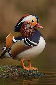 Attēlu rezultāti vaicājumam “Aix galericulata”