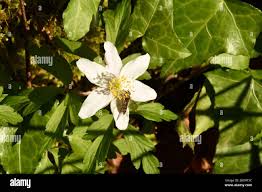 Attēlu rezultāti vaicājumam “Anemone nemorosa bud”