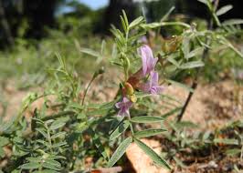 Attēlu rezultāti vaicājumam “Astragalus arenarius leaf”