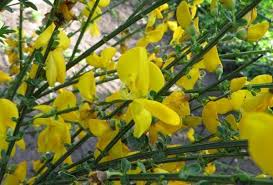 Attēlu rezultāti vaicājumam “Cytisus scoparius leaf”