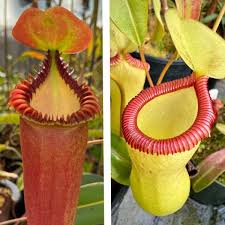 Attēlu rezultāti vaicājumam “Edwardsiana geometrica”