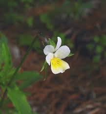 Attēlu rezultāti vaicājumam “Viola arvensis flower”