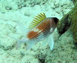 Image result for Holocentrus adscensionis