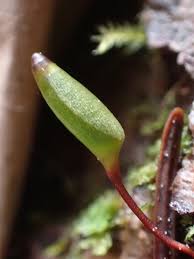 Attēlu rezultāti vaicājumam “Buxbaumia”