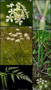 Attēlu rezultāti vaicājumam “Anthriscus sylvestris fruit”