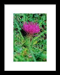 Attēlu rezultāti vaicājumam “Cirsium acaule flower”