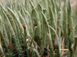 Attēlu rezultāti vaicājumam “Cladonia cornuta”