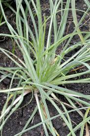 Attēlu rezultāti vaicājumam “Tragopogon heterospermus leaf”