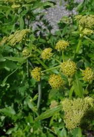 Attēlu rezultāti vaicājumam “Levisticum officinale flower”