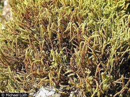 Attēlu rezultāti vaicājumam “Anomodon viticulosus”