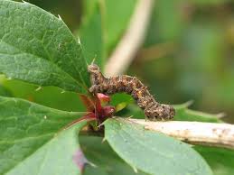 Attēlu rezultāti vaicājumam “Pareulype berberata”