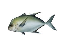 Image result for Caranx lugubris